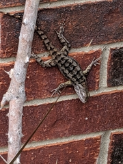 Sceloporus olivaceus