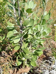 Osteospermum junceum