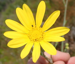 Osteospermum junceum