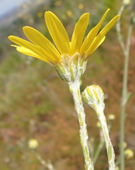 Osteospermum junceum