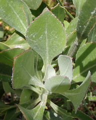 Osteospermum junceum