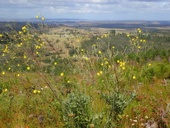 Osteospermum junceum