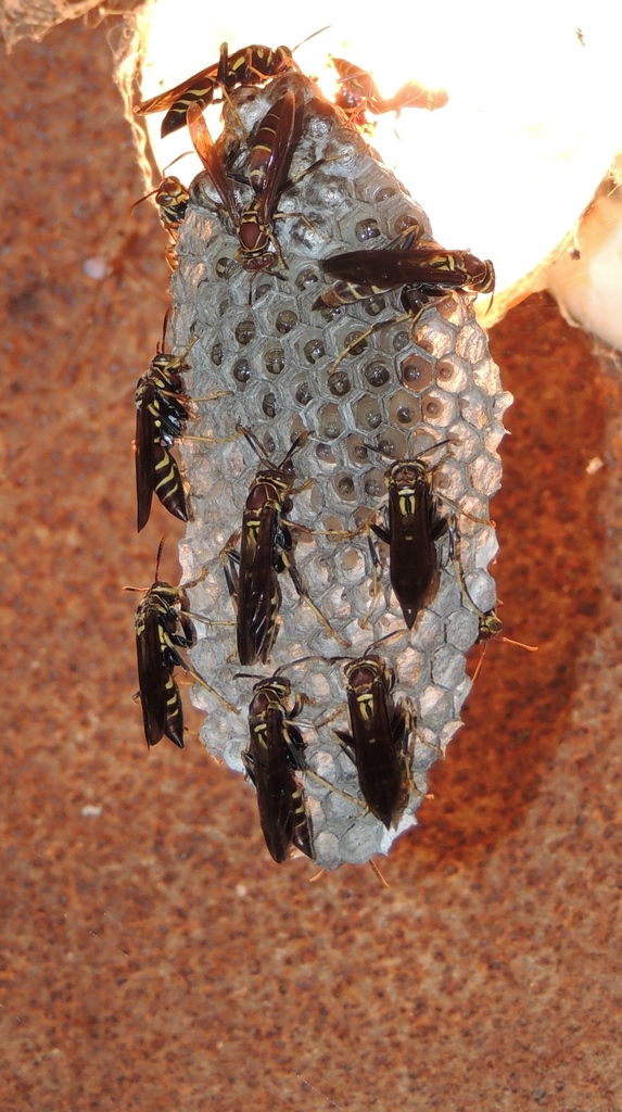 Guinea Paper Wasp from contry guadalupe on October 09, 2016 at 1035 PM