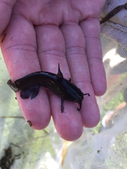 Ameiurus nebulosus