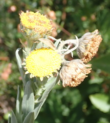 Schistostephium umbellatum