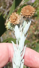 Schistostephium umbellatum
