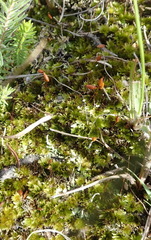 Bryum canariense