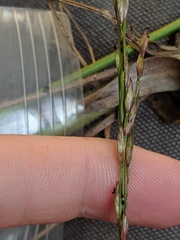 Tridens carolinianus