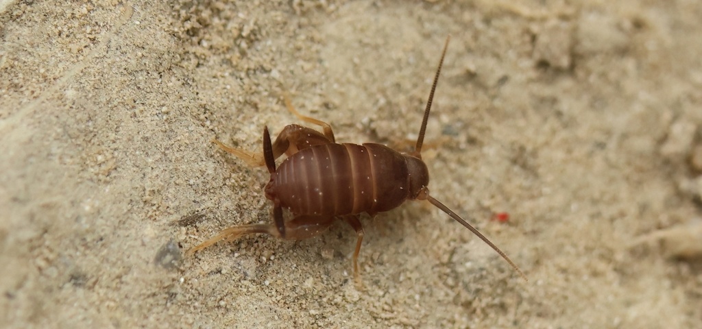 Serbian Ant-cricket
