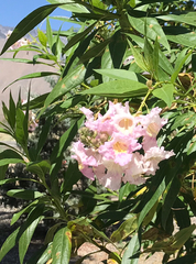 × chitalpa tashkentensis