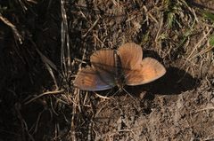 Erebia tyndarus