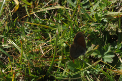 Erebia tyndarus
