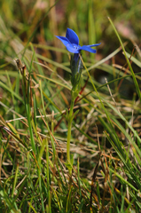 Gentiana bavarica bavarica