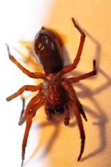 Callobius pictus