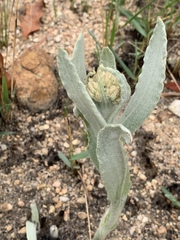 Helichrysum acutatum