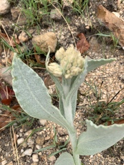 Helichrysum acutatum