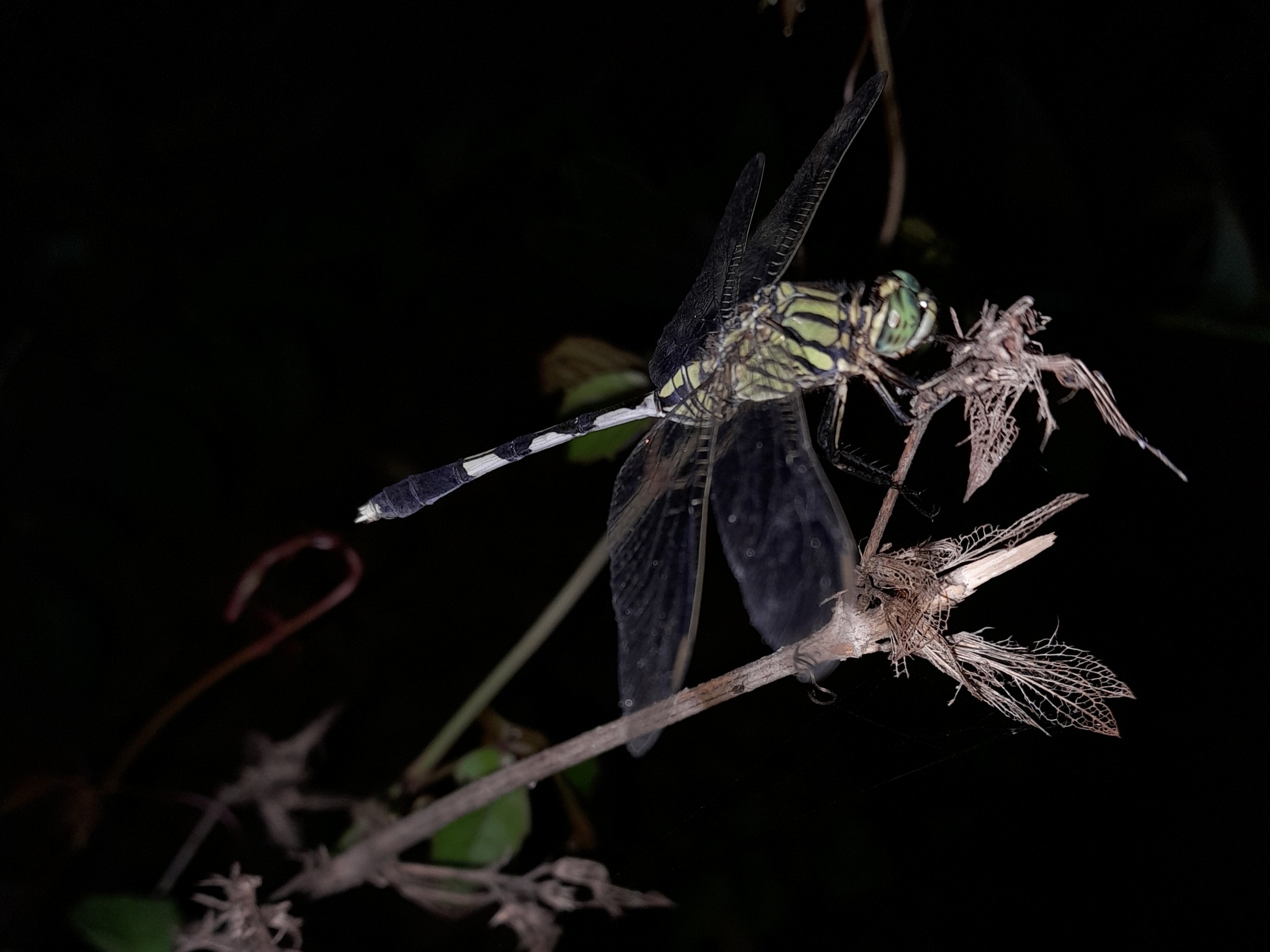 Slender Skimmer