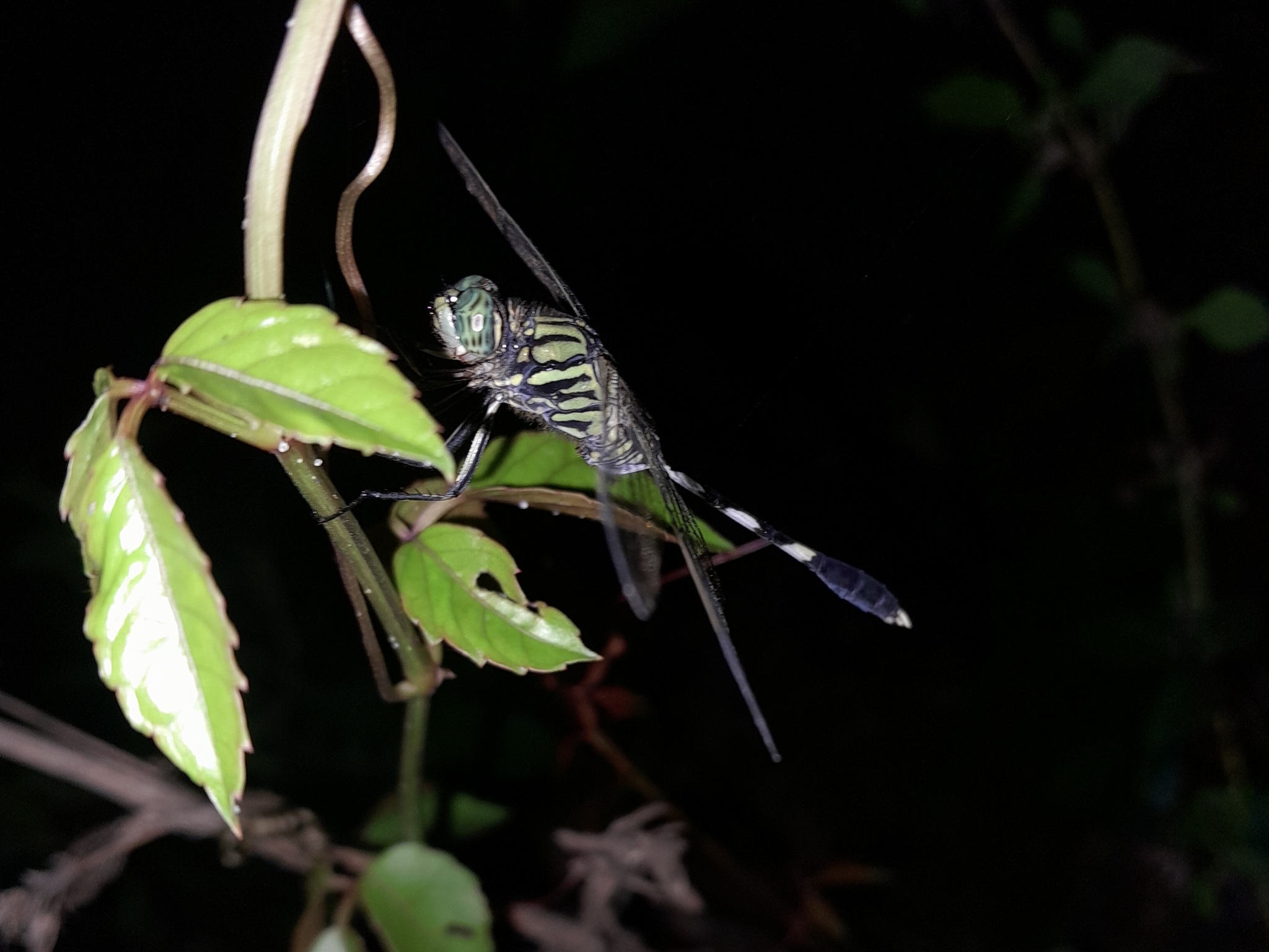 Slender Skimmer
