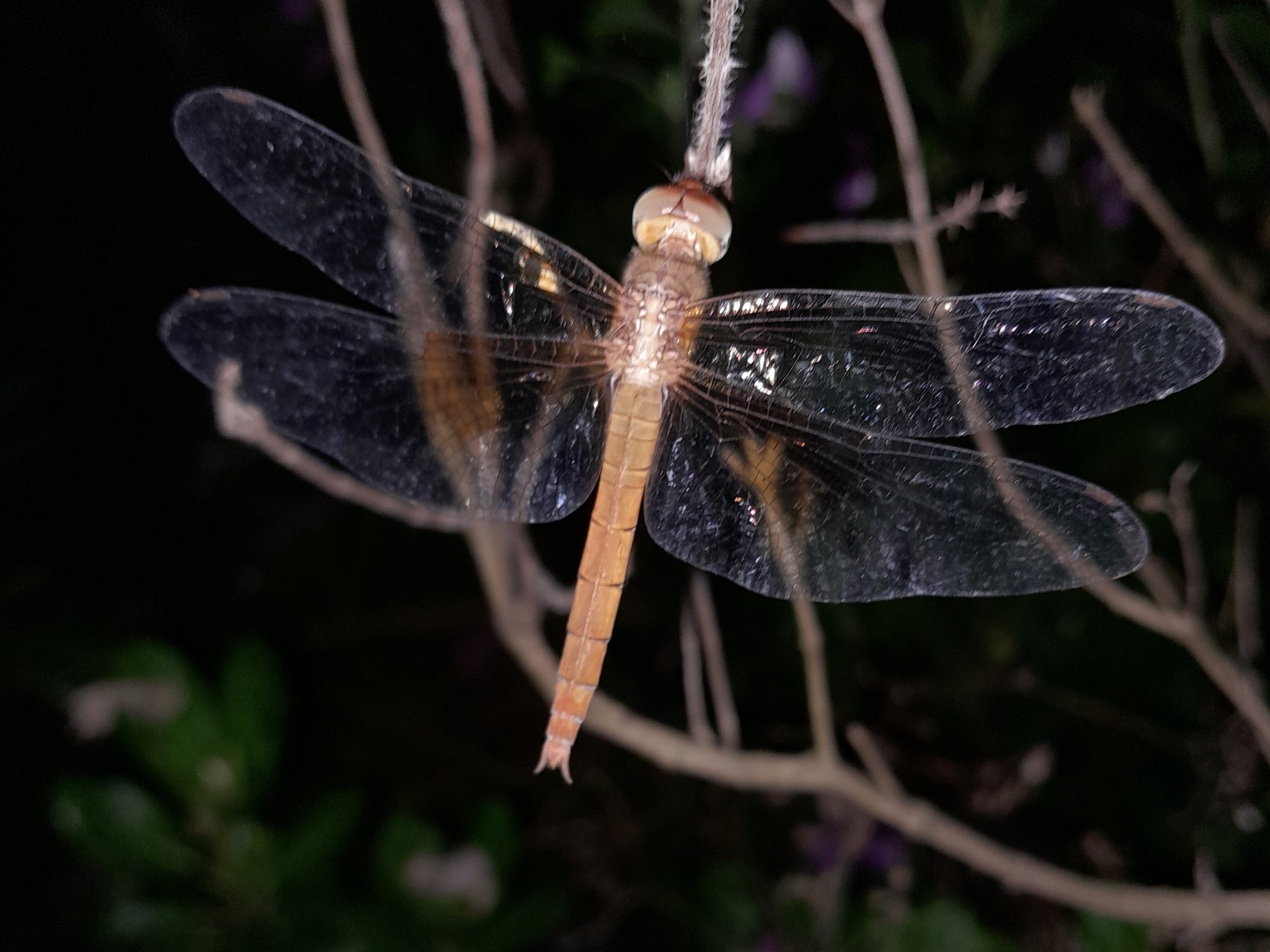 Coral-Tailed Cloudwing