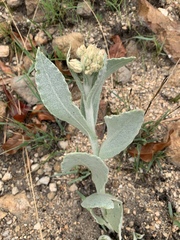 Helichrysum acutatum
