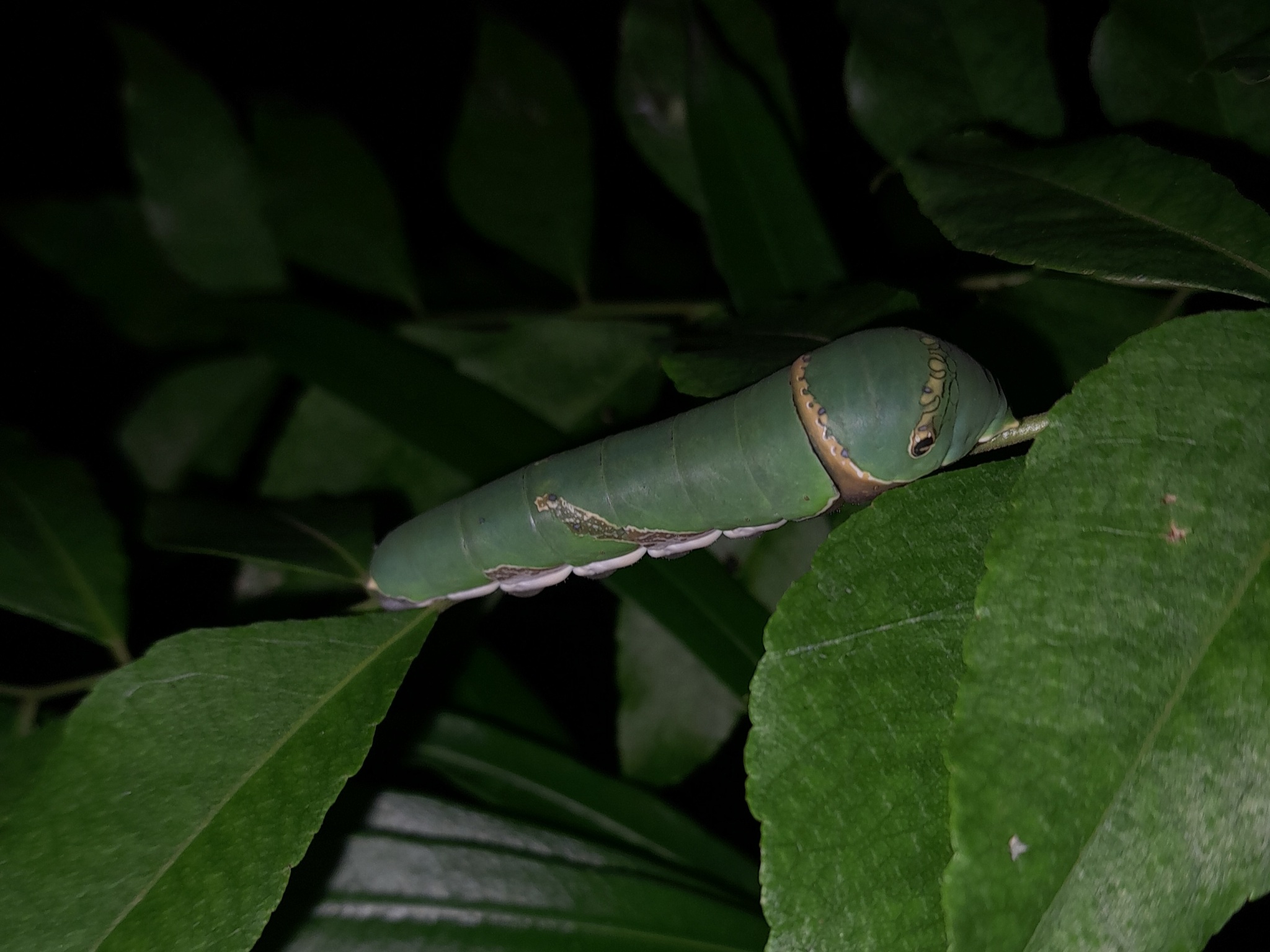 Common Mormon