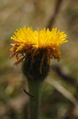 Hypochaeris uniflora