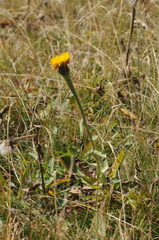 Hypochaeris uniflora