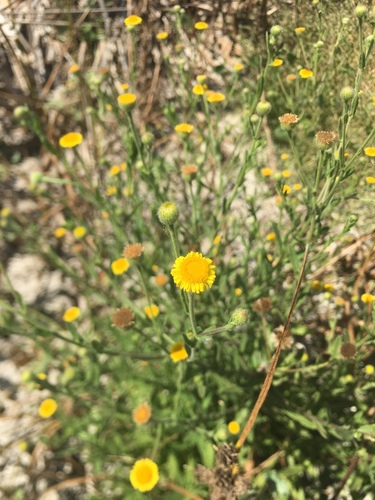 iNaturalist observation photo of Spanish False Fleabane