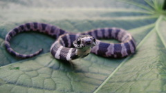 Brazilian Slug-Eating Snake photo 3