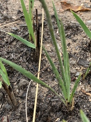 Chlorophytum transvaalense