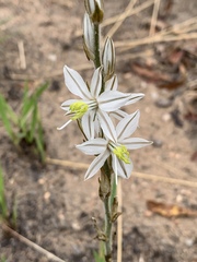 Chlorophytum transvaalense