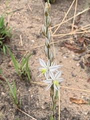 Chlorophytum transvaalense