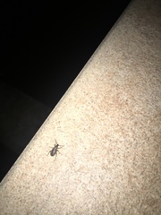 Otiorhynchus sulcatus