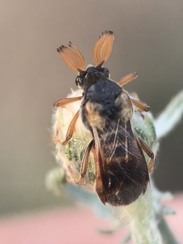 Ripiphorus subdipterus