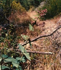 Asclepias cordifolia