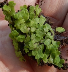 Ricciaceae