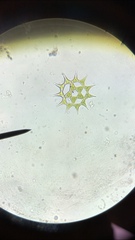 Hydrodictyaceae