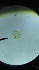 Hydrodictyaceae