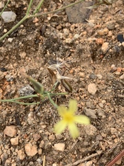Launaea rarifolia rarifolia