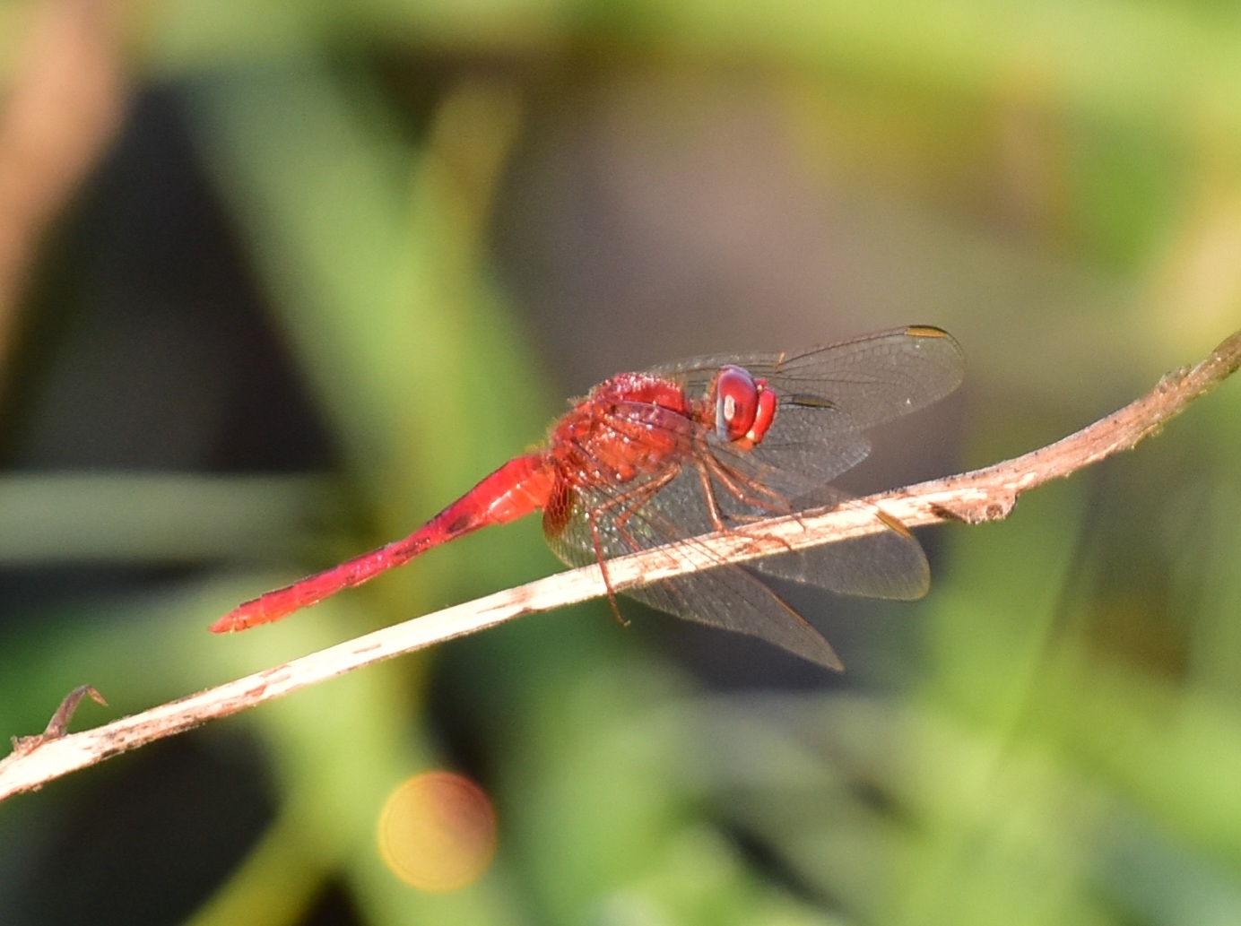 Scarlet Skimmer