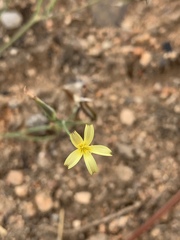 Launaea rarifolia rarifolia