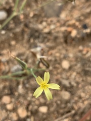 Launaea rarifolia rarifolia