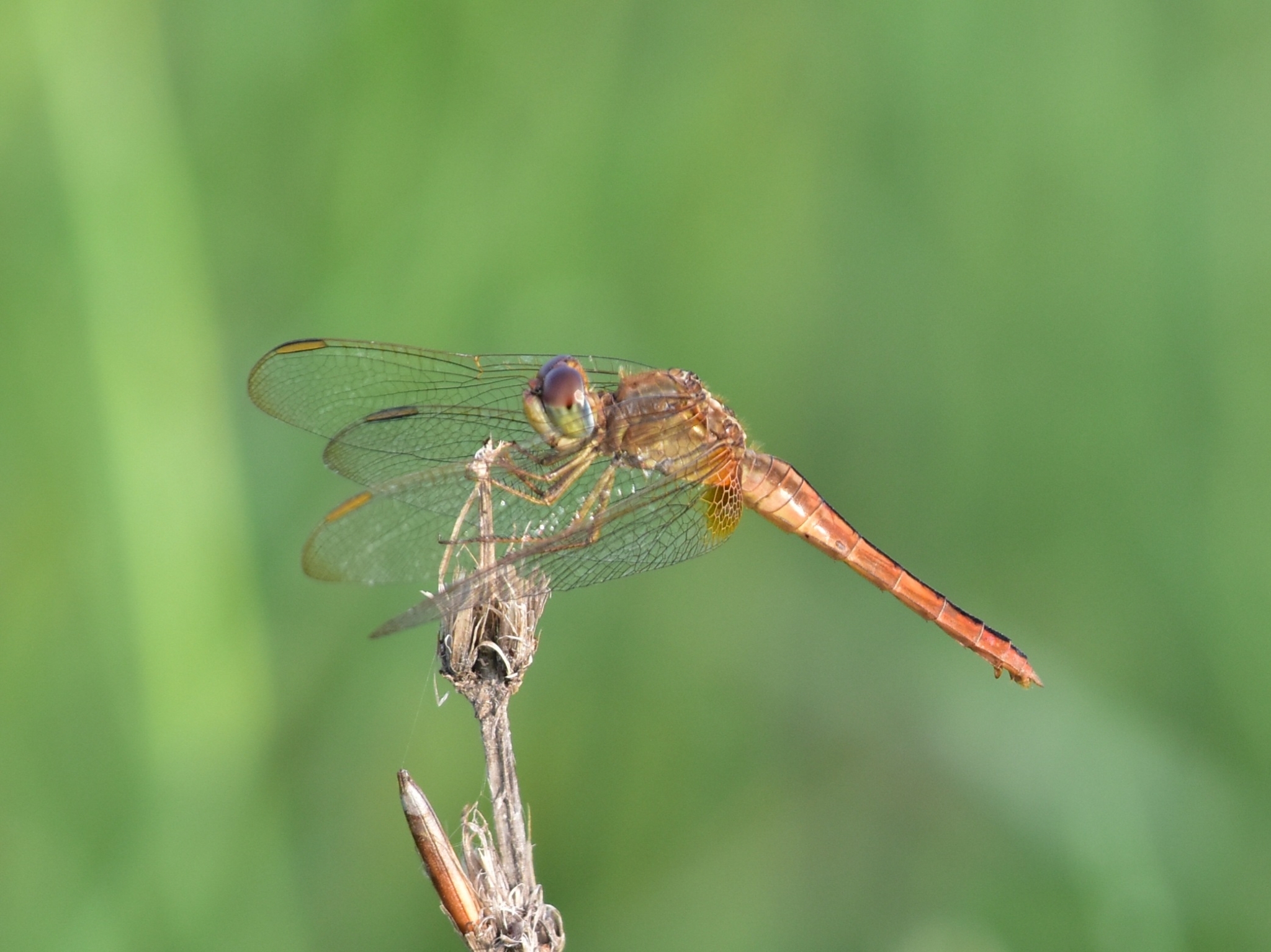 Scarlet Skimmer