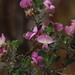 Podalyria myrtillifolia - Photo (c) Tony Rebelo, algunos derechos reservados (CC BY-SA)