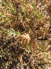 Ericameria linearifolia