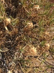 Ericameria linearifolia