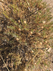 Ericameria linearifolia