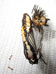 Acraea anemosa