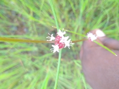 Spermacoce filifolia