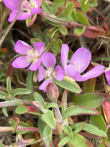 Prostrate clarkia (Clarkia prostrata)